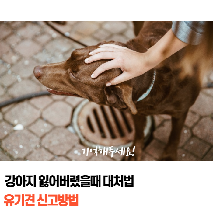  강아지 잃어버렸을때 대처법과 유기견 신고 방법 기억해 두세요