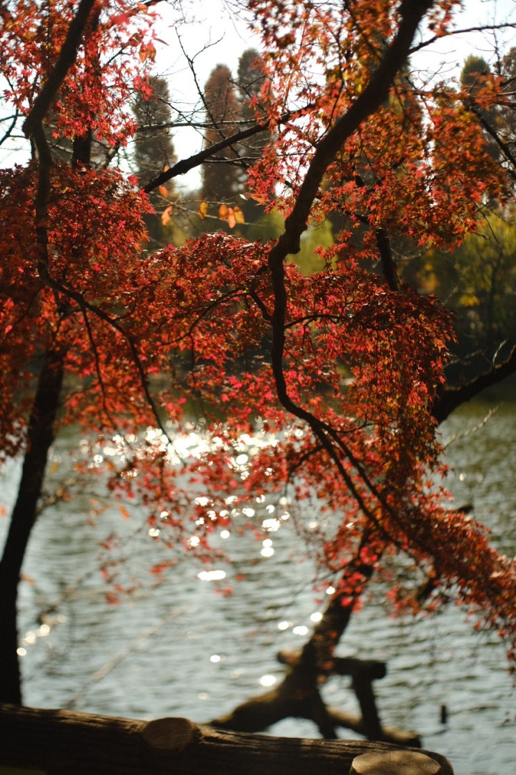 지브리 미술관, 그리고 이노카시라 공원 / 야시카 야시논 50mm f1.7