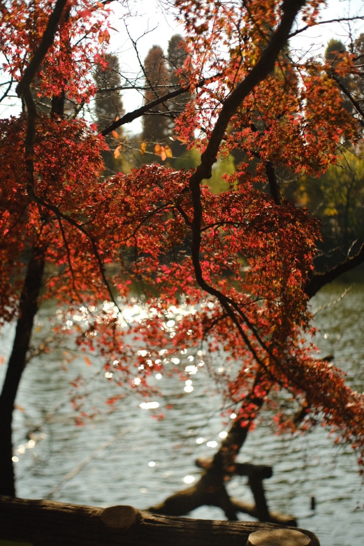  지브리 미술관, 그리고 이노카시라 공원 / 야시카 야시논 50mm f1.7