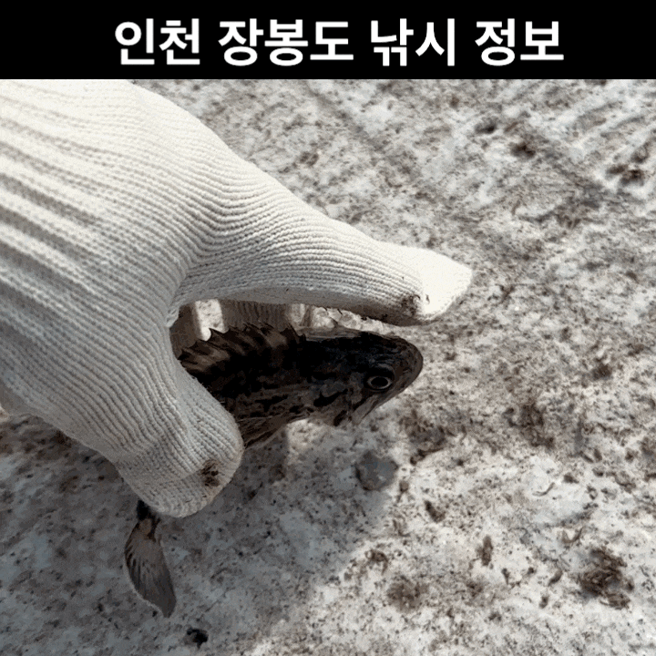  장봉도 낚시 1편 인천 장봉도 여행