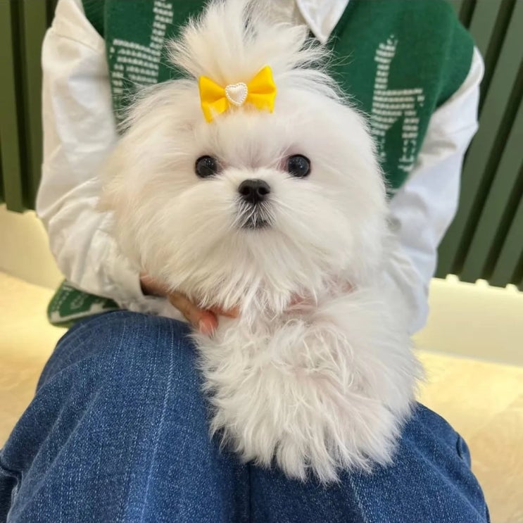  반려견의 노즈워크와 환절기 코건강 지키며 행복한 환절기 건강지키기 울산강아지분양 달링하이울산점에서 알려드려요