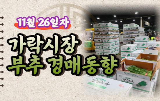  [경매사 일일보고] 11월 26일자 가락시장 "부추" 경매동향을 살펴보겠습니다!
