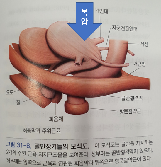 긴장성 요실금? 복합성 요실금?이름이 헷갈리네요 3