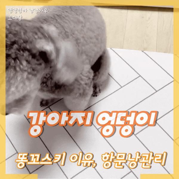  강아지 엉덩이 끌기 똥꼬스키 이유, 항문낭 짜기 방법