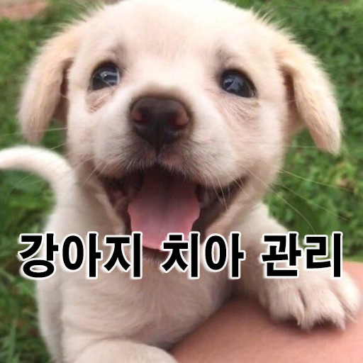  강아지 치아 관리