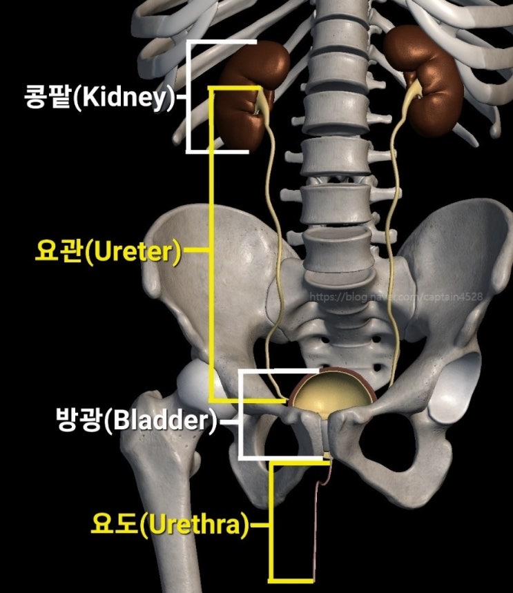 콩팥(신장, Kidney)의 구조 : 콩팥단위(네프론, Nephron), 토리여과(사구체 여과, Glomerular filtration)