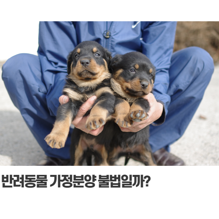  강아지 반려동물 가정분양 불법? 데려오기 전 봐야 할 영상