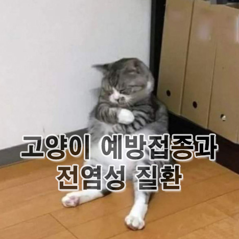  고양이 예방접종과 전염성 질환