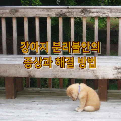  강아지 분리불안의 증상과 해결법