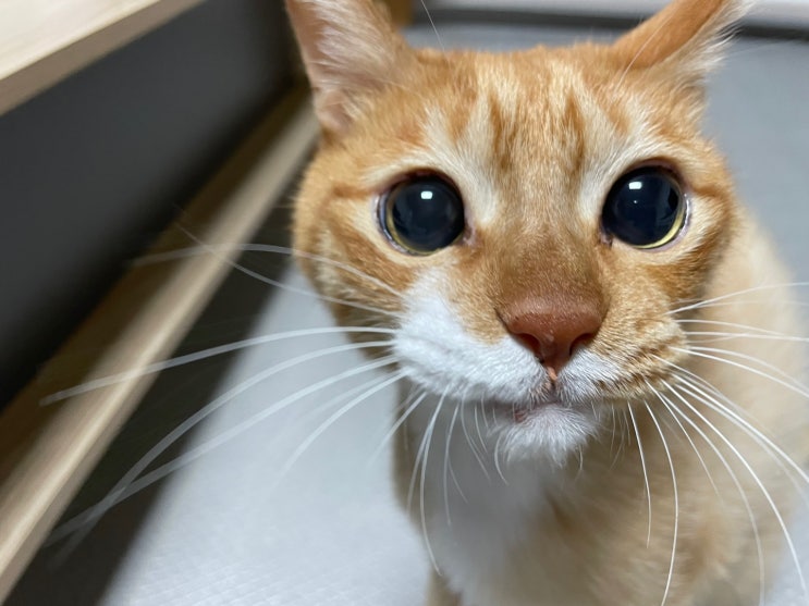  고양이 사료토, 헤어볼토 구토 이유 (f. 헛구역질)