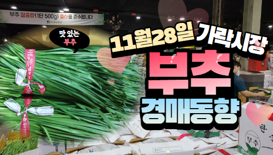  [경매사 일일보고] 11월 28일자 가락시장 "부추" 경매동향을 살펴보겠습니다!