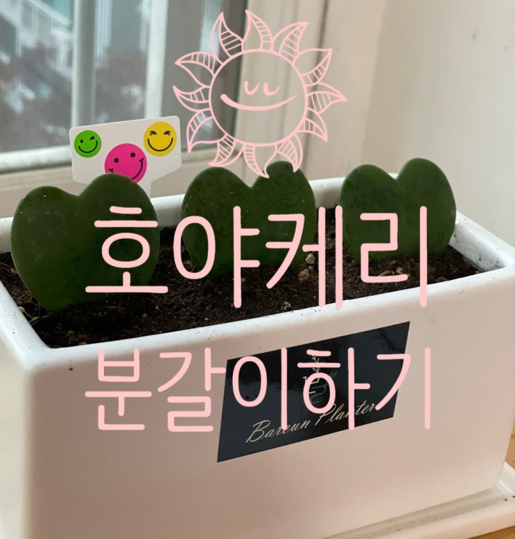  호야케리 하트호야 하트 선인장 바른 화분에 아기랑 분갈이했어요