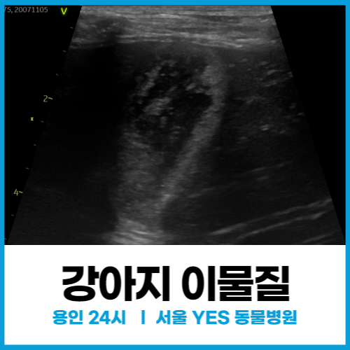  [외과] 강아지 구토 후 강아지 소장 이물이 발견될 때 응급 치료 및 수술이 가능한 동물병원(분당 용인 동탄)