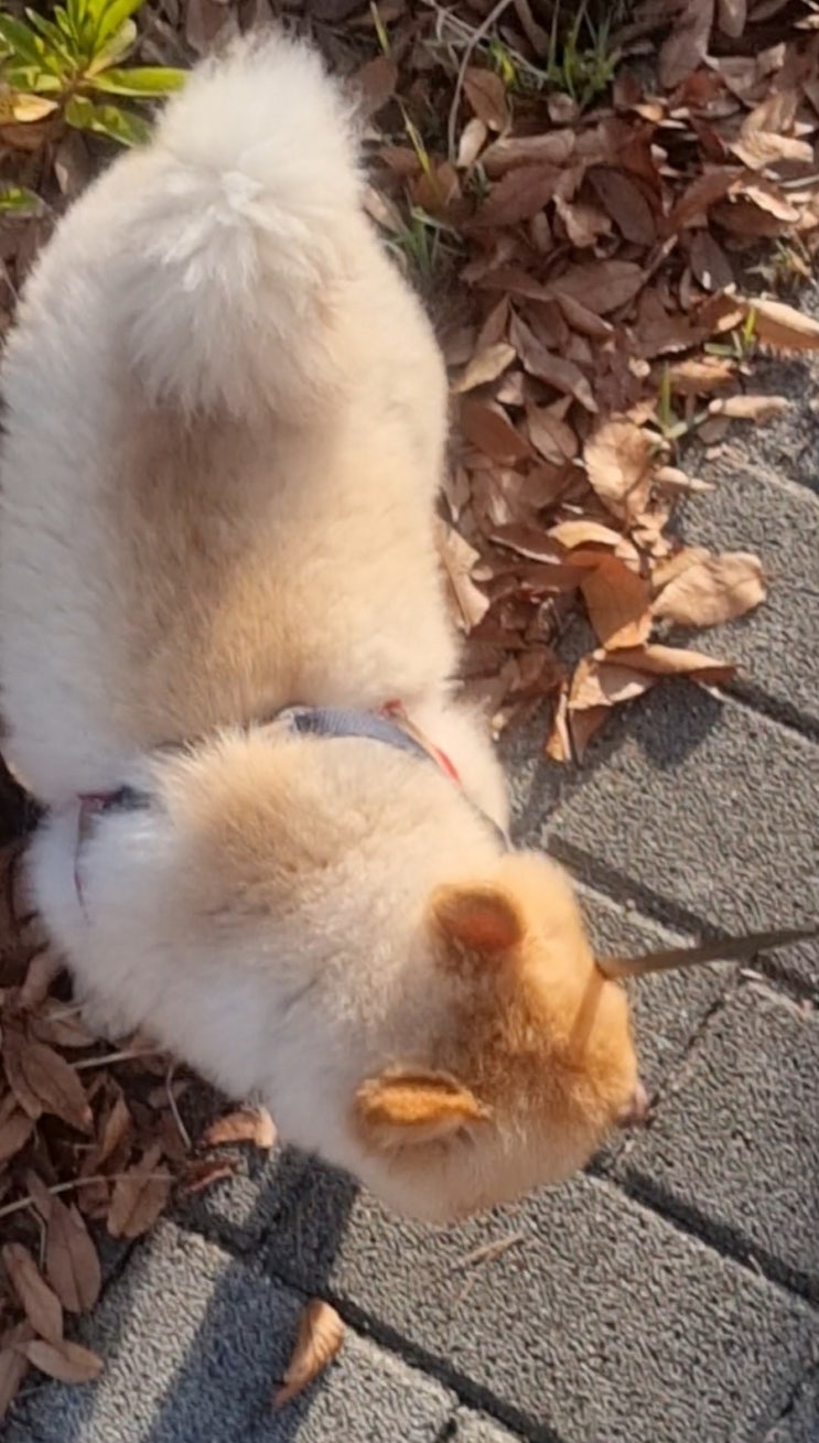  오늘은 멀리 가기 싫은날