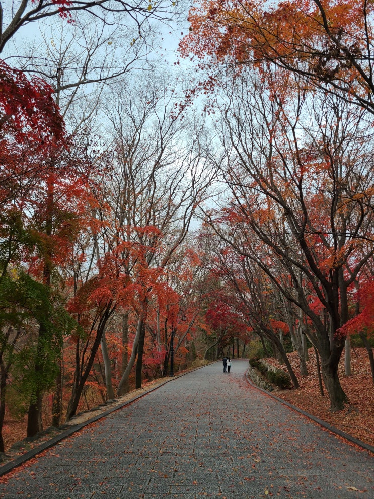  12월 경주 가볼만한곳 불국사 불이문 단풍길