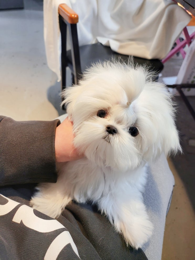  하이퀄리티 말티즈분양 탑클래스펫 이죠