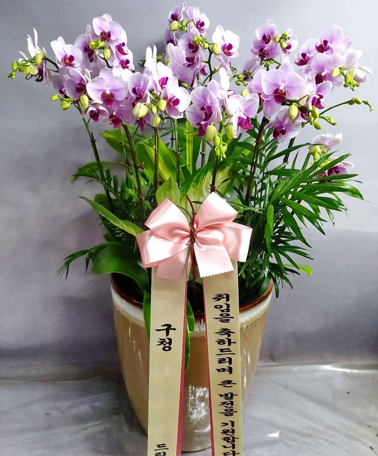  축하하는 자리에 서양란 보내실 때 참조하세요 [일산 꽃집, 주엽 꽃집, 킨텍스 꽃집, 주엽 플라워]