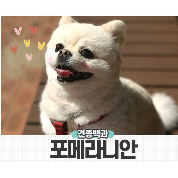 포메라니안 귀여운 외모 뒤 감춰진 성격 외 털빠짐