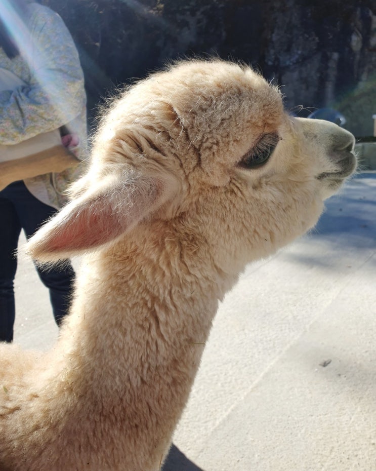  용평리조트 애니포레 동물먹이주기와 가문비나무숲 강추!