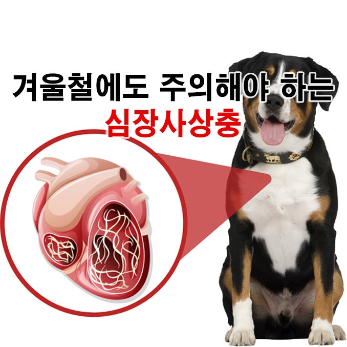  겨울철에도 주의해야 하는 심장사상충