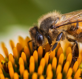 꿀벌화분효능, 벌화분의 효능 및 부작용, 먹는방법