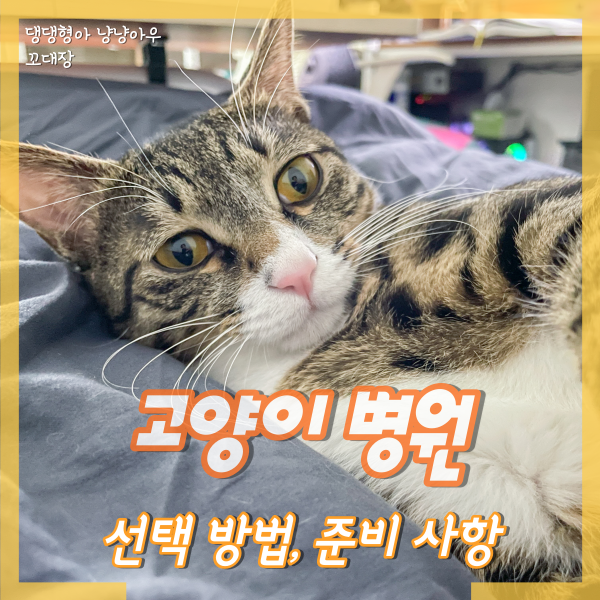  고양이병원 선택 방법과 가기 전 준비해야 할 것