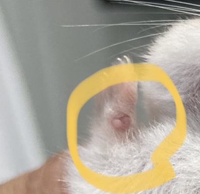  햄스터 손에 빨갛게 혹이 있어요