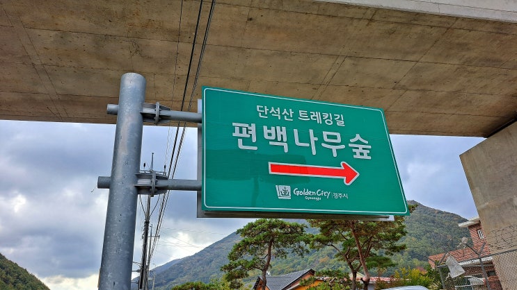  피톤치드 가득한 경주 힐링 여행지 건천 편백나무숲