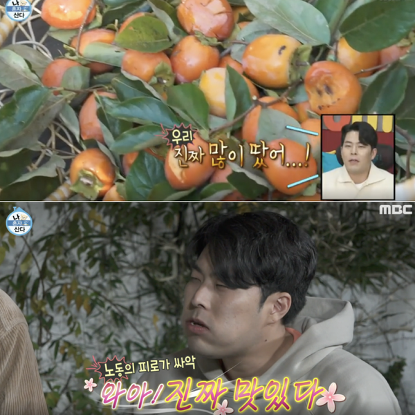  [나 혼자 산다] 감 따는 섹시 돌쇠즈 김해준+기안84, 음식으로 조련하는 박나래