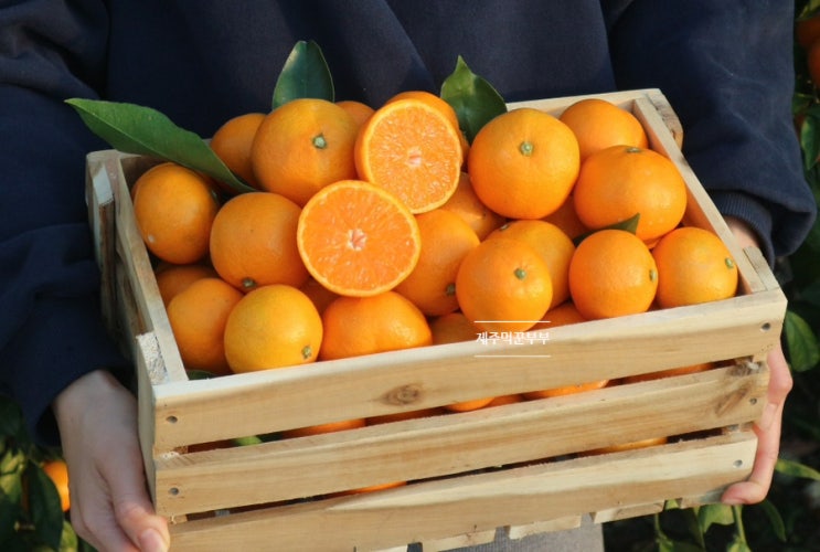 제주 서귀포 감귤 고당도 레드향 황금향 5KG 10KG 주문 제주 30년차 현지인이 인정하는 농장