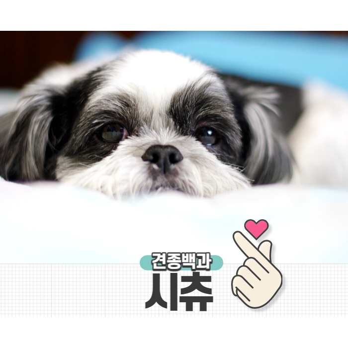  순둥 느긋한 시츄 성격 외 털빠짐 정보 알아보기