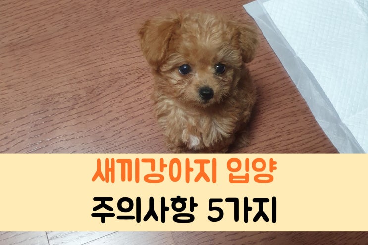  새끼 강아지 입양시 주의점 5가지