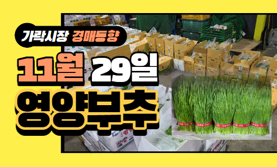  [경매사 일일보고] 11월 29일자 가락시장 "영양부추" 경매동향을 살펴보겠습니다!
