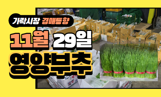 [경매사 일일보고] 11월 29일자 가락시장 "영양부추" 경매동향을 살펴보겠습니다!