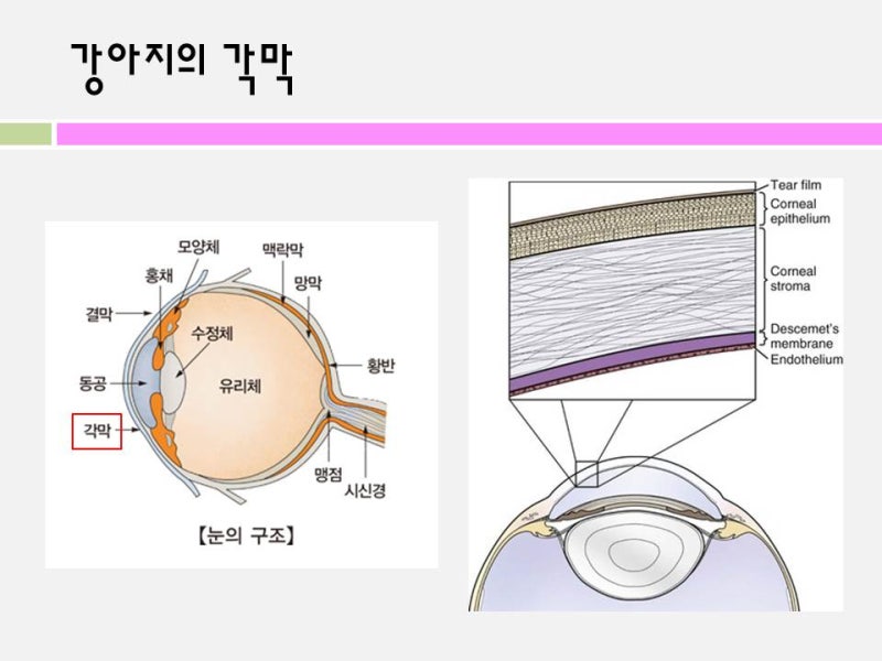 강아지 각막궤양 치료 (Corneal Ulcer) 청담우리동물병원 : 네이버 블로그