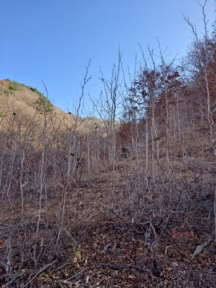  노각차용 가꾸기
