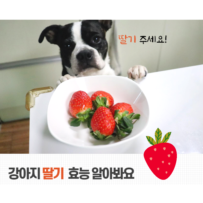  강아지 딸기 과일 없어서 못먹죠 (효능 및 급여량)