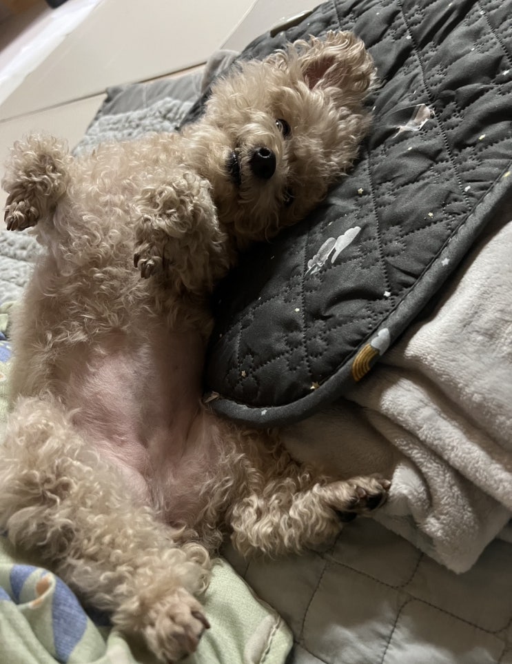  크림토이푸들 뽀야의 주말 일상기록