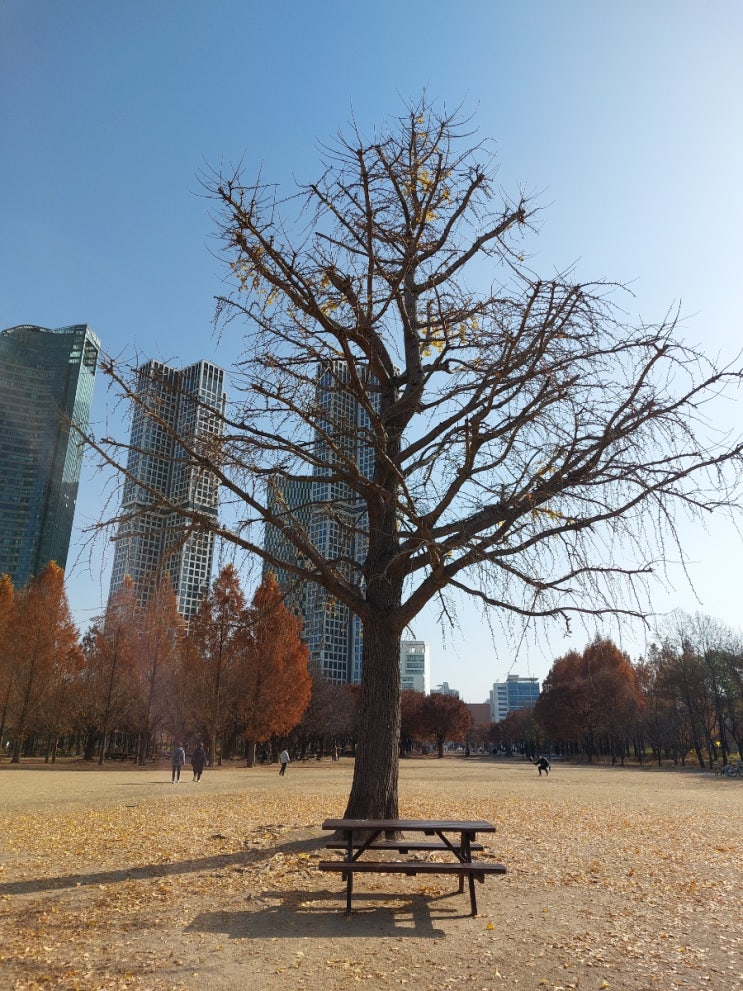 성수동  서울숲 도심속 힐링 숲속