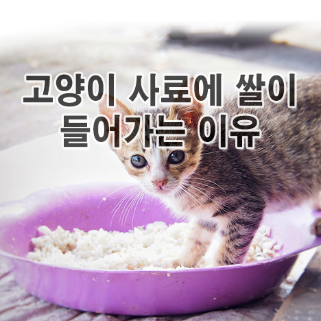 고양이 사료에 쌀이 들어가는 이유?
