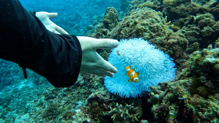  보홀 스쿠버다이빙 blue revival diving, 펀다이빙 2회