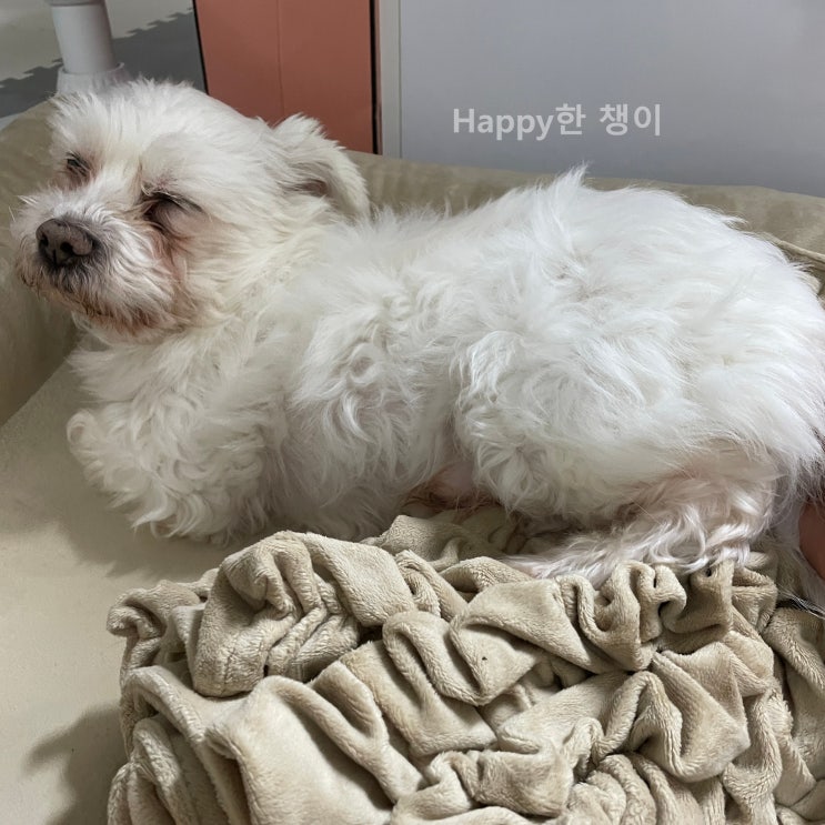  [11월 4주차] 블챌은 마지막이지만 주간 일기는 계속될까?