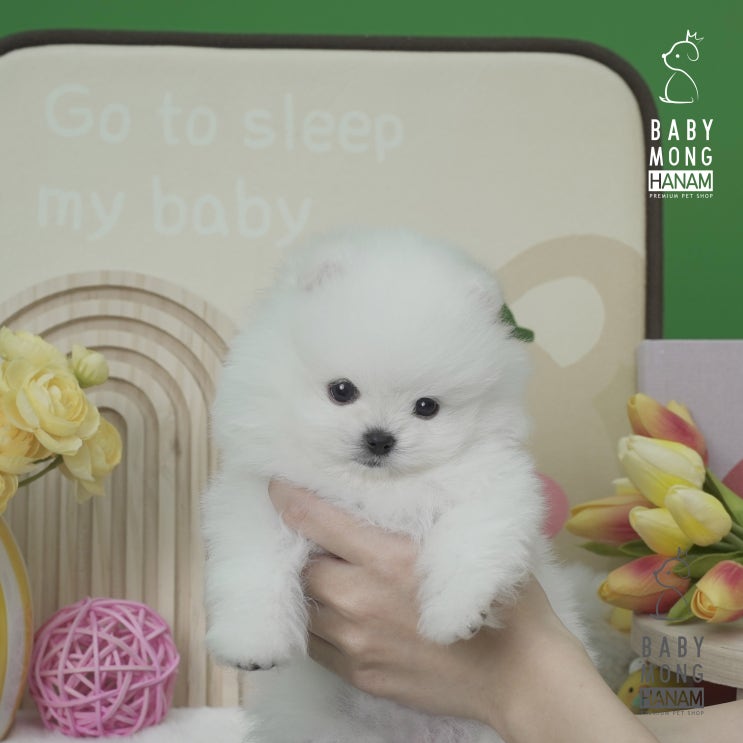  호기심쟁이 포메라니안 호빵이(하남 강아지 분양)