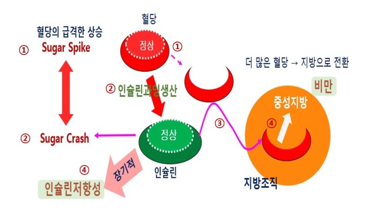 당중독(탄수화물중독), 정제탄수화물은 어떻게 인슐린저항성과 비만, 그리고 당뇨병을 초래할까?