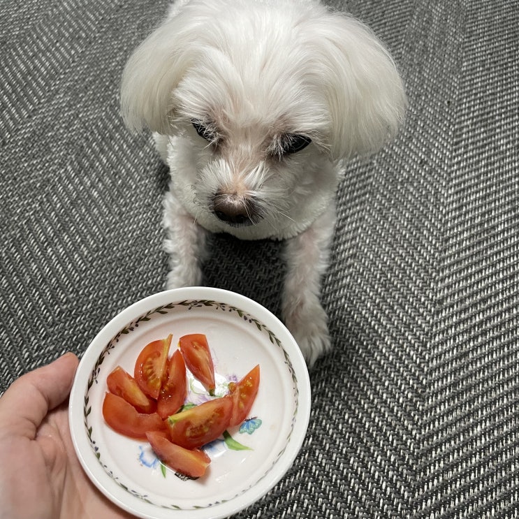  토마토캐닝 끓여서 영양소 몽땅 흡수하기