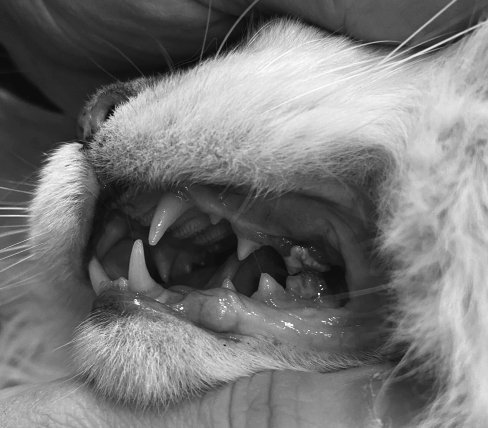 고양이 치아 흡수성 병변 (Feline Odontoclastic Resorption Lesion, FORL) : 네이버 블로그