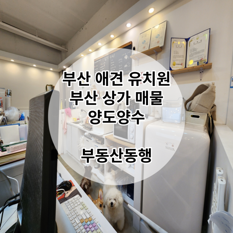  부산 상가 / 애견유치원 양도양수, 1000만 반려인들에게 필요한 상가!