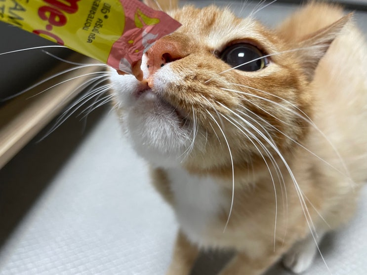  고양이 구내염 & 치주염. 입냄새, 침흘림 증상 (f. 스케일링, 약)