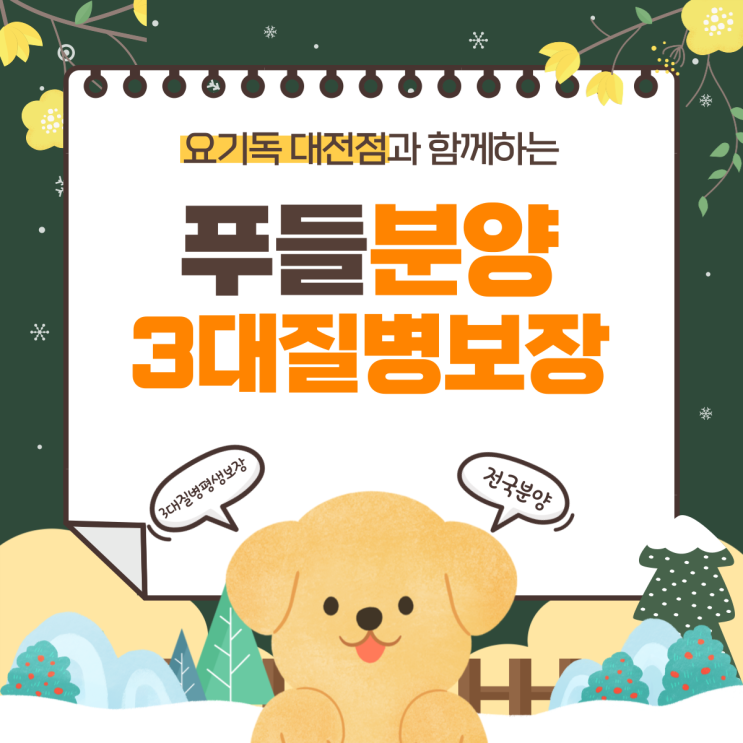  대전푸들분양 건강한 분양가로 시작했어요