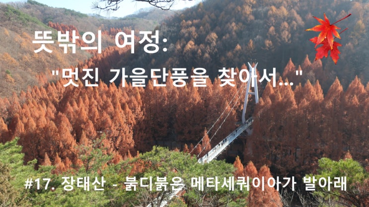 #17. 장태산 - 붉디붉은 메타세쿼이아가 발아래 #17. 장태산 - 붉디붉은 메타세쿼이아가 발아래
